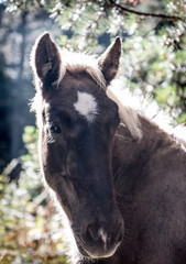 Fototapeta premium Spanish horse in Pyrenees