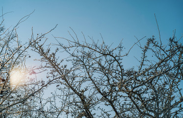 Hawthorn tree with berries in winter covered in hoarfrost