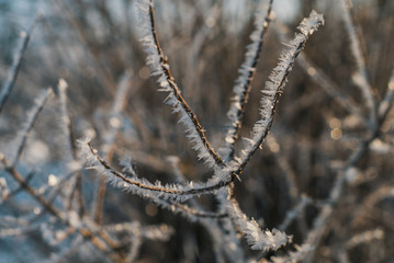 Twig covered in large hoarfrost crystals