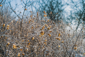 Symphoricarpos albus, or the snowberry plant in winter covered in hoarfrost