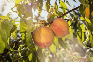 juicy peach hang on a branch in the garden