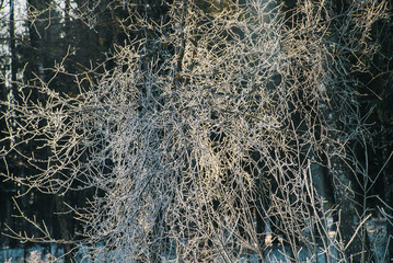 Fototapeta na wymiar Hoarfrost covered branches