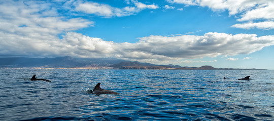 Sea panorama landscape with the short-finned pilot whales