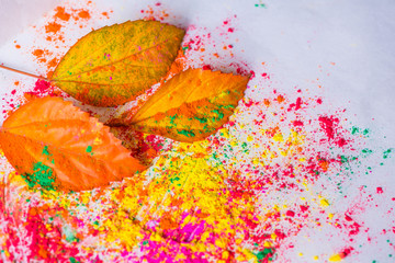 Holi Powder with autumn foliage