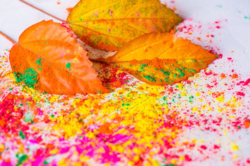 Holi Powder with autumn foliage
