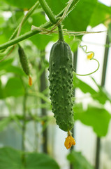 Fresh cucumber and tendrill growing