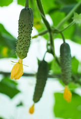 Several cucumbers are growing in hothouse
