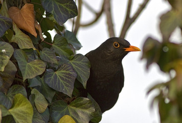 Black Blackbird hunting with a worm in the yellow beak