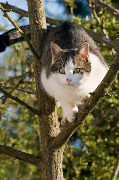 Katze sitzt auf einem Baum