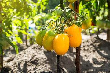 Bunch of ripe natural cherry yellow tomatoes in water drops growing in a greenhouse  ready to pick