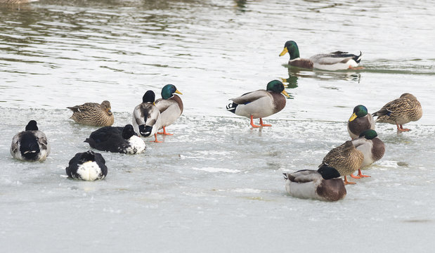 swan and wild ducks on a frozen lake