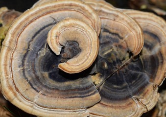 Fungo lignicolo Trametes versicolor