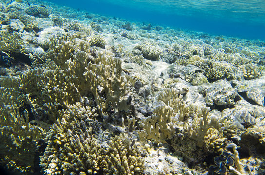 Beautiful corals on the sea reef