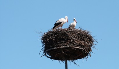 Storchennest