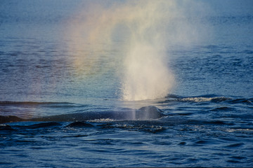 Naklejka premium Whale Rainbow na Alasce