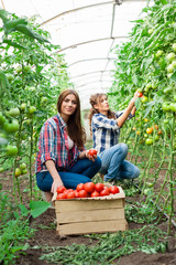 Young smiling agriculture woman worker in front and colleague in back and a crate of tomatoes in the front, working, harvesting tomatoes in greenhouse.