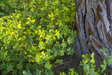 Green lush clover near the old Pine tree in the spring Forest