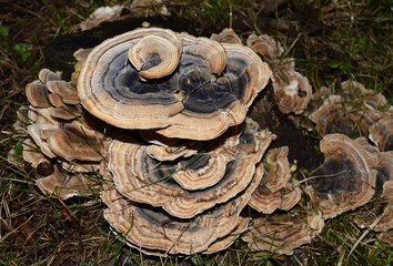 Fungo lignicolo Trametes versicolor