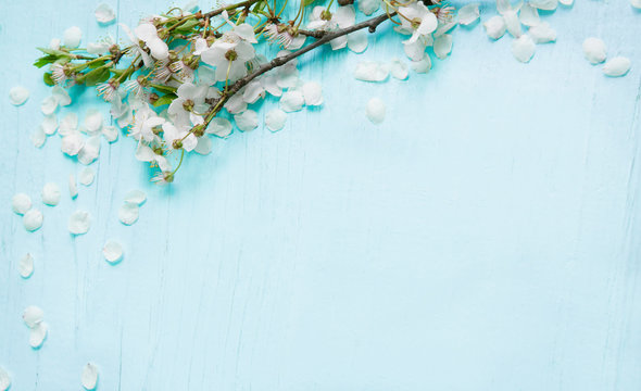 Rustic Nature background with Cherry tree flowers