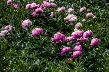 Fototapeta premium Beautiful fresh fragrance pink peonies on green bushes in a garden