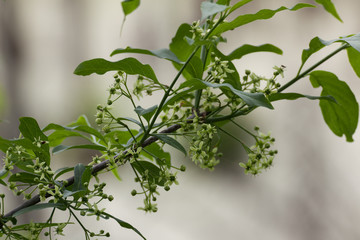 Flowers of the euonymus (Euonymus europaeus).