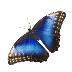 Bright opalescent blue morpho butterfly, Morpho helenor marinita female, isolated on white background with wings open.