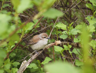 A nestling of the red-backed shrike, Lanius collurio, on a branch among the leaves. The touching young bird, a fledgling, has a brown back and a light hawk-like chest
