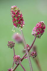 Sanguisorba minor, the salad burnet, garden burnet, small burnet, burnet, is a plant in the family Rosaceae that is native to western, central and southern Europe