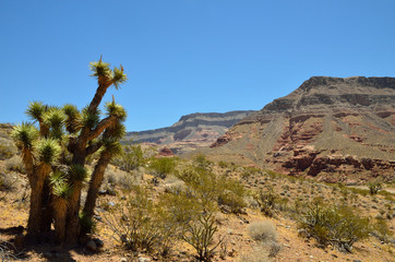 Fototapeta na wymiar Harsh Beauty, Arizona Cactus