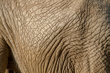 Peau d'éléphant d'Afrique