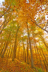 Explosion of Fall in the Midwest Forest