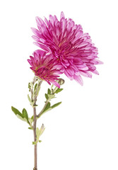 Flowers of chrysanthemum on a white background