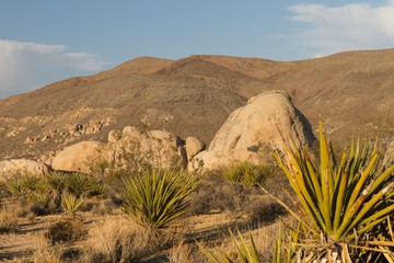 Joshua Tree NP 2