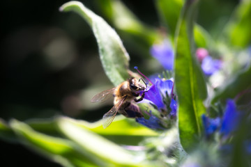 The bee collects nectar from Echium vulgare, viper's bugloss, blueweed. Collect pollen in the meadow.