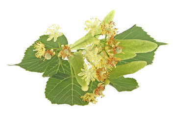 Flowers and leaves of linden on a white background, closeup