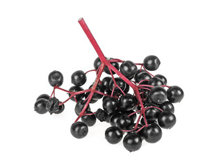Elderberry branch isolated on a white background
