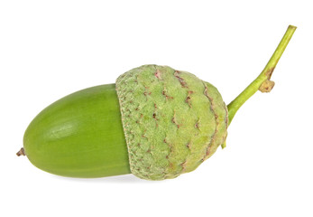 Green acorn isolated on white background