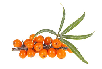 Sea buckthorn berries branch with leaves isolated on white background