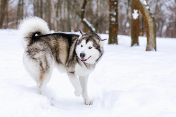 Alaskan Malamute in the snow
