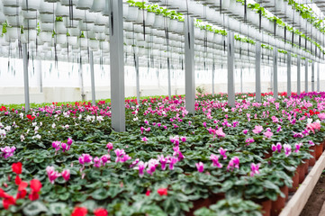 Flower culture in a greenhouse