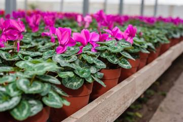 Flower culture in a greenhouse