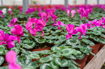 Flower culture in a greenhouse