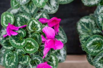 Flower culture in a greenhouse	