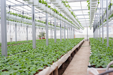 Flower culture in a greenhouse