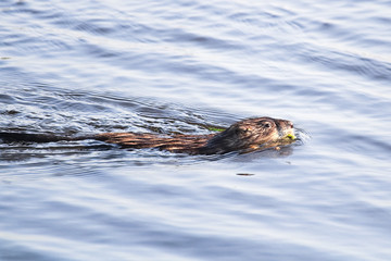 A muskrat swimming along in a pond