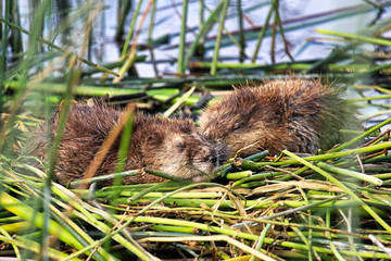 Two young muskrats sleep on reed mounds in the summer