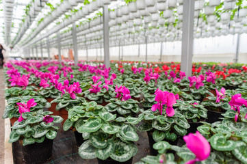 Flower culture in a greenhouse