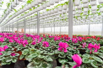 Fototapeta na wymiar Flower culture in a greenhouse