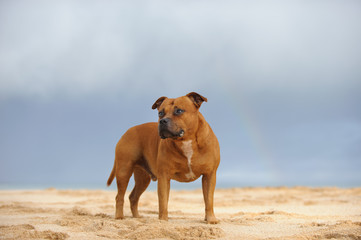 Staffordshire Bull Terrier dog standing on sand beach