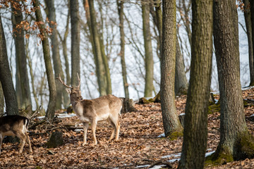 Naklejka na ściany i meble Fallow Deer (Dama dama), in autumn forest, Czech Republic. Beautiful autumn colorful woods. Deer in the nature habitat. Animal in the forest meadow. Wildlife scene in Europe.